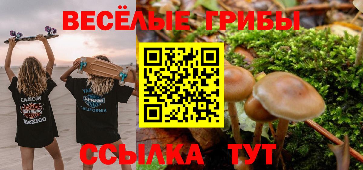 Галлюциногенные грибы Psilocybe Кудымкар